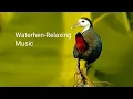 Download Lagu White-breasted waterhens swimming \u0026 singing in the River | Urban area | waterhen sound