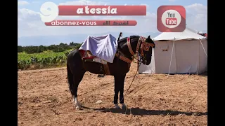 قولوا لشيخي يجينا عن صبارة حضرة عليم الشيخ محمد بولعراس 