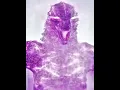 Download Lagu ATOMIC BREATH 💀 #shorts #fyp #godzilla #monsterverse