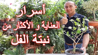 Care And Propagation Of The Jasmine Plant 