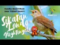 Download Lagu SUARA BURUNG SIKATAN LONDO UNTUK MASTERAN | NIGHTINGALE BIRD SINGING  | Birdsong, Birds Chirping