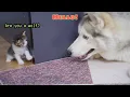 Lagu How My Husky Became Friends With a Tiny Kitten!