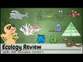 Ecology Review Food Chains Webs Relationships Nitrogen Carbon Cycles Effects on Biodiversity