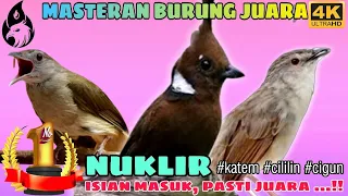 Download Masteran Cililin Jernih vs Kapas Tembak vs Ciblek Gunung _ Masteran Gacor MP3