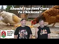 Should You Feed Corn To Chickens Classic HFG