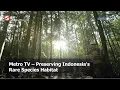 Download Lagu Metro TV – Preserving Indonesia's Rare Species Habitat (in Bahasa Indonesia)