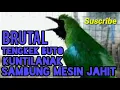 Download Lagu KUSUS MILIK CUCAK IJO_ tengkek buto_kuntilanak_ sambung mesin JAHIT