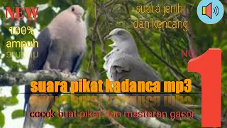 Download suara pikat burung kadanca//kumkum//pergam mp3. MP3