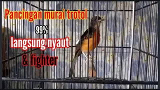 suara murai trotol belajar bunyi untuk memancing burung trotol langsung nyaut