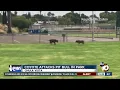 Encounter between coyote and pit bull at park caught on