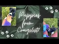 Getting a puppy from Craigslist My Experience