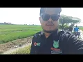 Lagu PKegiatan popt Cilamaya kulon 