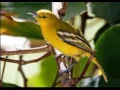 Download Lagu Suara Burung Sirtu Gacor Ngerol Full Isian Untuk Masteran BURUNG KICAU