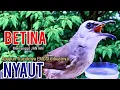 Lagu TRUCUK BETINA GACOR memanggil JANTAN,pancingan agar BUNYI jadikan burung trucukan BUNYI GACOR NGALAS