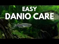 Download Lagu How to Care for Zebra Danios