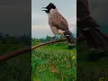 Download Lagu Suara Burung kutilang gacor full isian