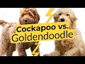Cockapoo vs Goldendoodle Dog Breed Comparison
