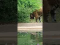 Tiger Having Bad Day Vomiting
