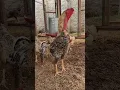 Download Lagu Megatron, galo carijó...#ÍndioGigante #galo #rooster #chicken #carijó #galocantando #Megatron