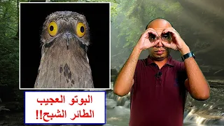طائر البوتو العجيب              دندنها