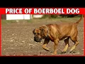 Boerboel Dog Price How Much Does a Boerboel Dog Cost