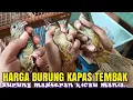 Download Lagu Harga Burung Kapas tembak Terbaru 2022 !!! harga semakin naik