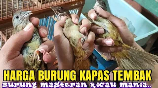 Download Harga Burung Kapas tembak Terbaru 2022 !!! harga semakin naik MP3