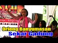 Download Lagu Calung Orleng Banyumasan🟨 Sekar Gadung 🟦 New Arista Music 🟪 Banjarnegara 🟥 Live 🔴 Ginandong