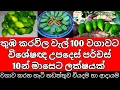 Lagu තුඹ කරවිල වගාව සියලු තොරතුරු | Thuba Wagawa | Thumba Karawila Cultivation Sri Lanka