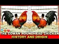 THE HISTORY AND ORIGIN OF COWAN ROUND HEAD CHICKEN