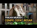 Lagu 5 Pakan Cempe yang Murah Bikin Bobot Naik tapi Sering Diremehkan Peternak