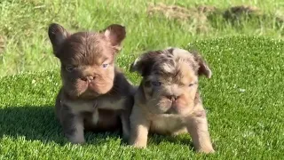"2 Rare Fluffy Frenchie Pups | BullyWebTV Exclusive