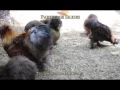 Partridge Silkies