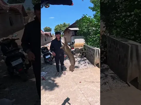 Dapat ikan chnna jumbo di spot aneh