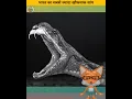 Download Lagu Russell Viper Facts #snakefacts #facts #russelviper