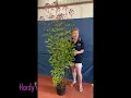 Download Lagu Rosy Hardy Presents: Eupatorium maculata Atropurpureum Group