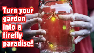 What Do Fireflies Eat Discover the Diet of Nature s Glowing Lanterns
