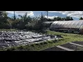 A Fruitful Farm From An Abandoned Lot