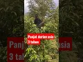 Lagu pohon durian usia 3 tahun #durian #kebundurian #kebundurianbawor
