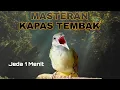 Download Lagu Masteran Kapas tembak | Jeda 1 menit