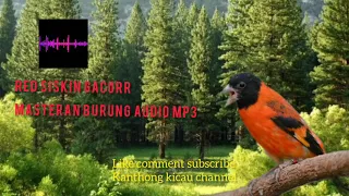 Download KICAUAN RED SISKIN GACOR AUDIO MP3 MP3