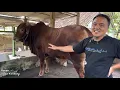 Download Lagu SAPI MONSTER BARU KP, pengganti Djoker Brantas, siap PERANG kontes Jabar ?🔥