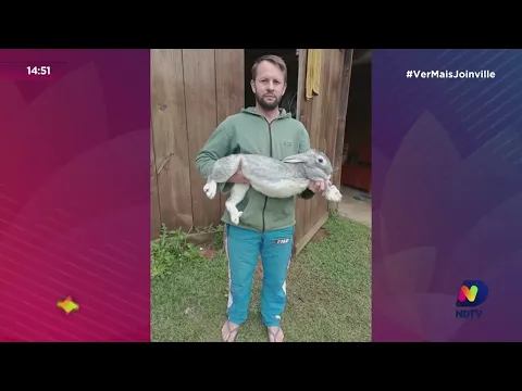 Coelha gigante de Campo Alegre participa de premiação nacional e fica em terceiro lugar