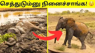 இறக்கும் நிலையில இருந்து மீண்டு வந்த விலங்குகள் | Animal Rescue Tamil | Tamil Amazing Facts