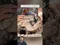 Download Lagu Kind people rescued a pangolin trapped in wire and then... #woollyrhino #gerenuk #tradeban #shorts