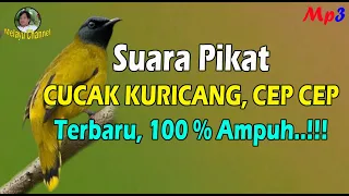 Download Suara Pikat PERCANG Andalan Pemikat, Mp3 Terbaru MP3