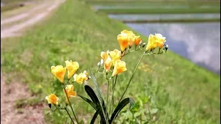 サクラクエスト ED「Freesia」／（K)NoW_NAME 実写版MV