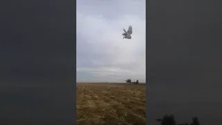 اطلاق سراح طائر البوم بعد اصطياده 