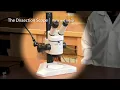 Dissecting Microscope Parts and Setup