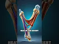 The Secrets of Camel Feet
